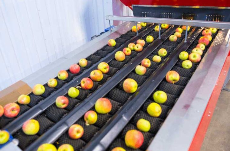 How-to-select-fruit-sorting-machine